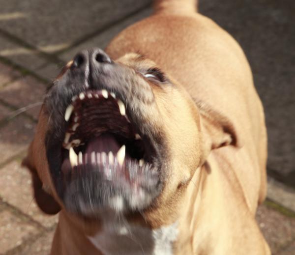 Un pitbull atacó a una mujer de 80 años y le quebró un brazo con la fuerza de su mandíbula