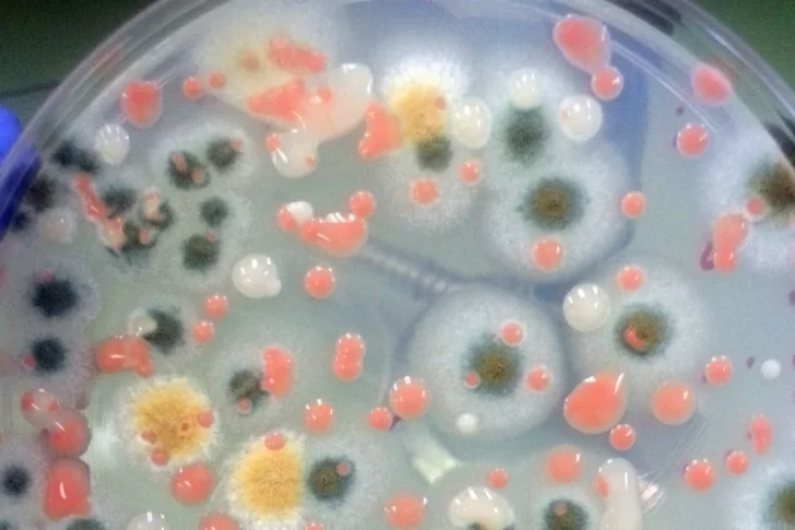 Descubren microbios desconocidos para la ciencia en la Estación Espacial Internacional