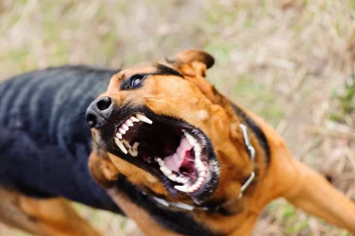 Un menor terminó con heridas cortantes porque un perro lo mordió frente a su casa