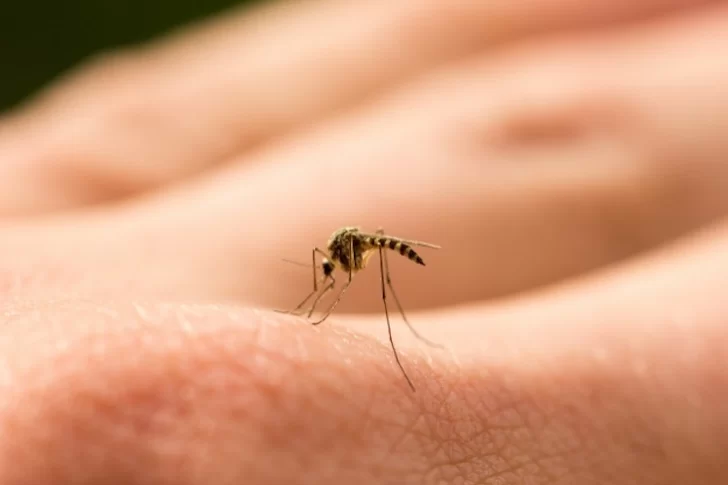 Reapareció el mosquito tigre, que puede transmitir 22 tipos de virus