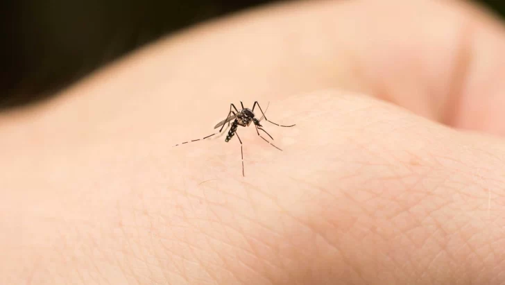 Hay dos casos sospechosos de dengue en San Juan: los pacientes fueron dados de alta