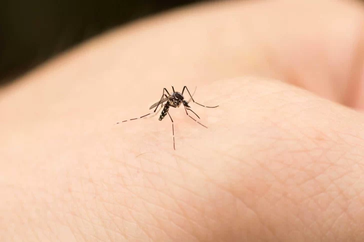 Hay dos casos sospechosos de dengue en San Juan: los pacientes fueron dados de alta