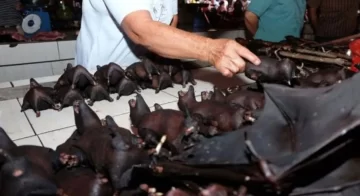 Wuhan prohibió el consumo de murciélagos