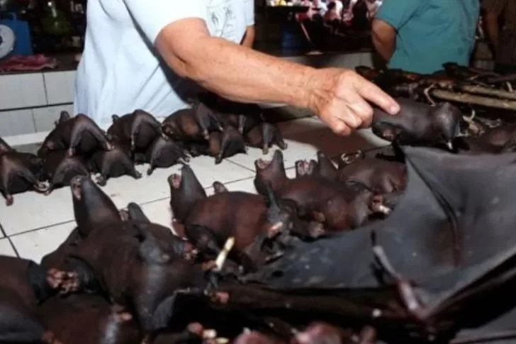 Wuhan prohibió el consumo de murciélagos