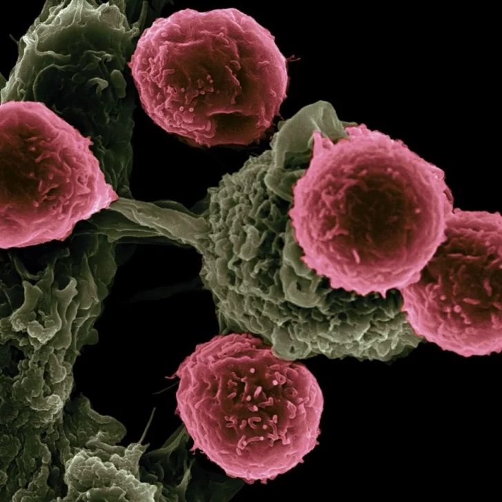 Nuevo estudio demuestra que la vacuna de Oxford funciona cuando ingresa a las células
