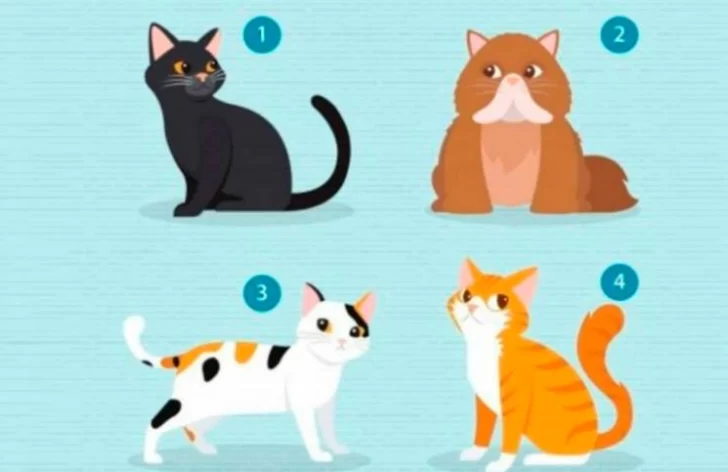 El test viral que te ayuda a descubrir qué buscás en una pareja: “Qué gato elegís?”