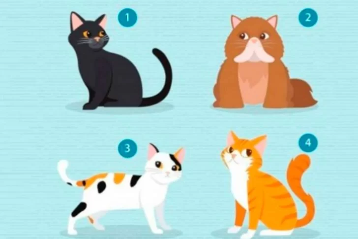 El test viral que te ayuda a descubrir qué buscás en una pareja: “Qué gato elegís?”