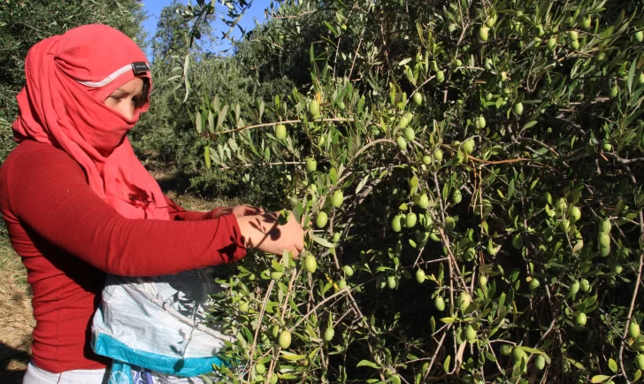 Cosechadores temporarios: San Juan va a adherir a decreto y no perderán plan social