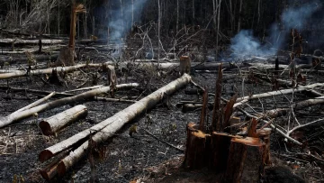 Las claves para entender el desastre ecológico que dejaron los incendios en el Amazonas