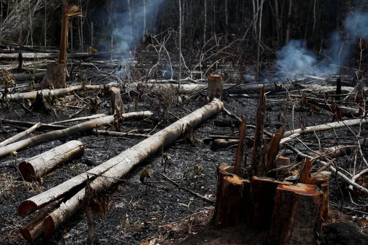 Las claves para entender el desastre ecológico que dejaron los incendios en el Amazonas