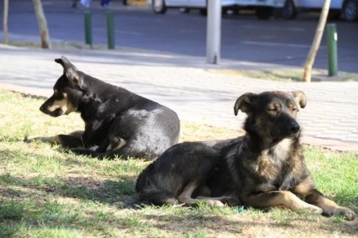 Esterilizaron 22 mil animales en un año gracias a un nuevo programa