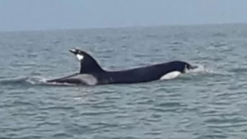 Después de los tiburones, apareció una orca en Monte Hermoso