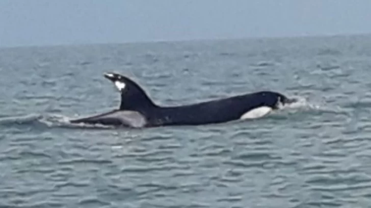 Después de los tiburones, apareció una orca en Monte Hermoso