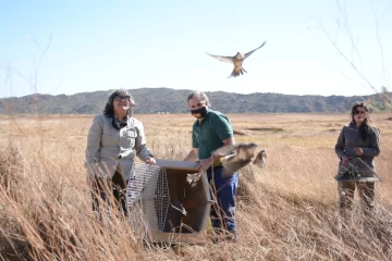 Liberan casi 100 aves rescatadas y recuperadas