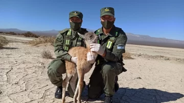 Rescataron una cría de guanaco que estaba deshidratada y sola en la Pampa del Leoncito