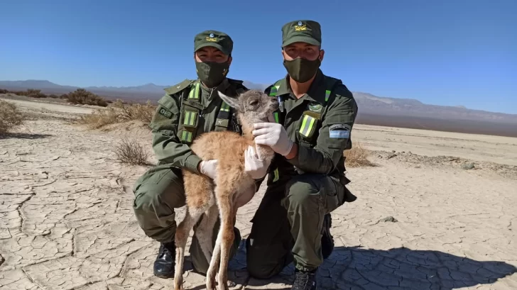 Rescataron una cría de guanaco que estaba deshidratada y sola en la Pampa del Leoncito