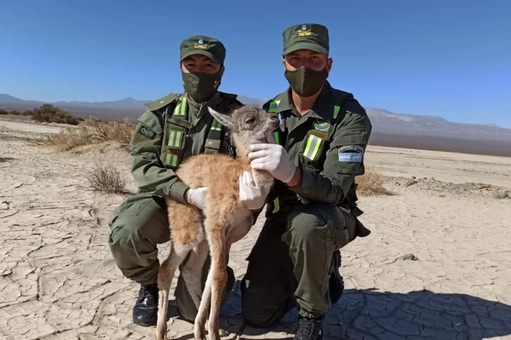 Rescataron una cría de guanaco que estaba deshidratada y sola en la Pampa del Leoncito