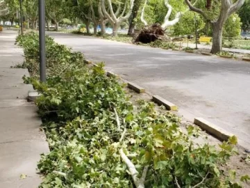 Piden evitar la concurrencia al Parque de Mayo por la caída de árboles y ramas