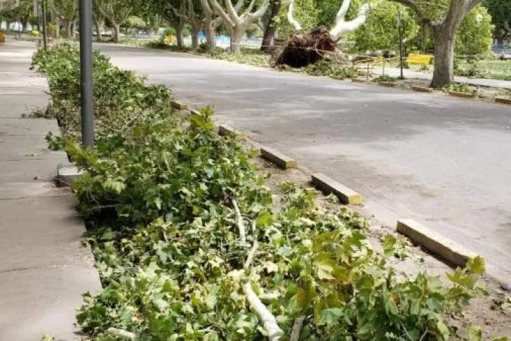 Piden evitar la concurrencia al Parque de Mayo por la caída de árboles y ramas