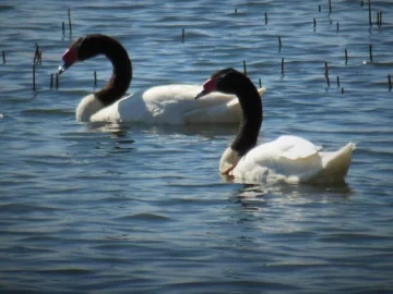 Salidas virtuales: una tarde diferente recorriendo las bellezas del Parque Sarmiento