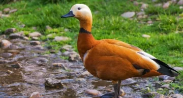 La imagen que esconde una mariposa, un pato y un murciélago