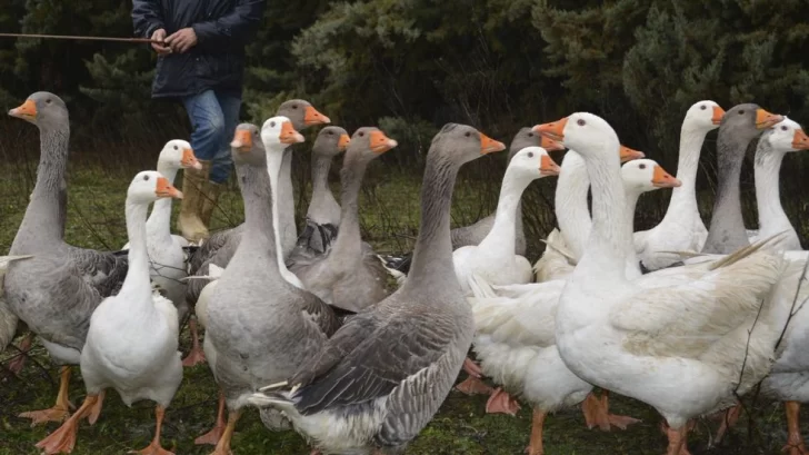 Por un brote de gripe aviar, sacrificaron a más de 200 mil patos