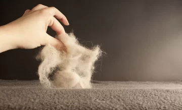 ¡Chau pelos de animales! Trucos para quitarlos de las telas