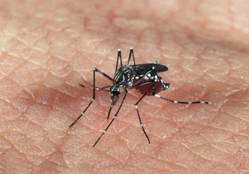 Alertan por una nueva cepa de zika podría causar otra epidemia