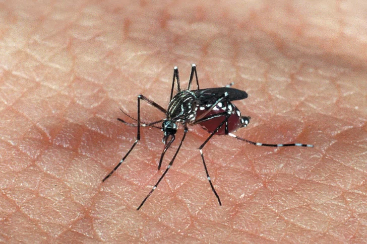 Alertan por una nueva cepa de zika podría causar otra epidemia