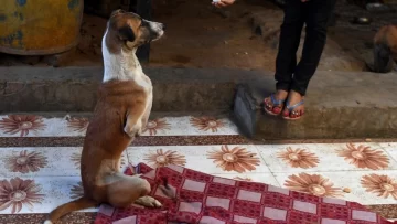 La historia con final feliz de una perra que le amputaron las patas