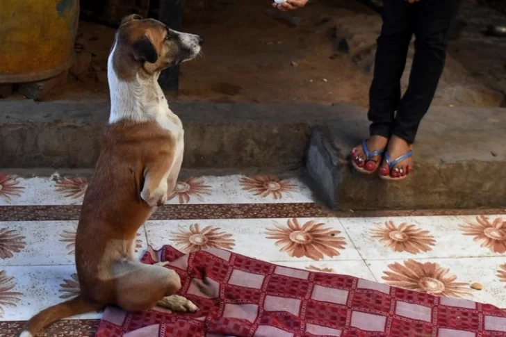 La historia con final feliz de una perra que le amputaron las patas