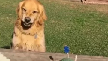 Tres errores al limpiar la orina de tu perro que multiplican el mal olor