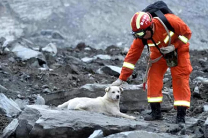 [VIDEO] El perro que quiere salvar a sus dueños del ataque de un limpia parabrisas