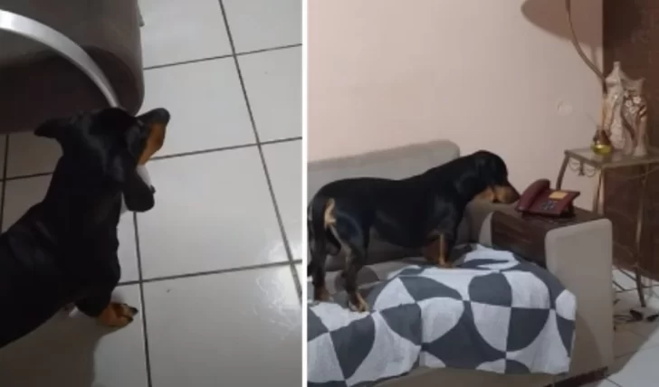 Furor en las redes por un perro que atiende el teléfono