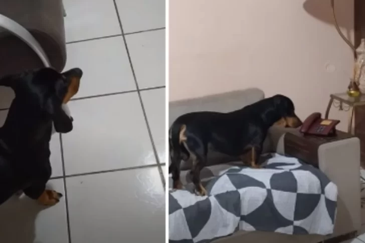 Furor en las redes por un perro que atiende el teléfono