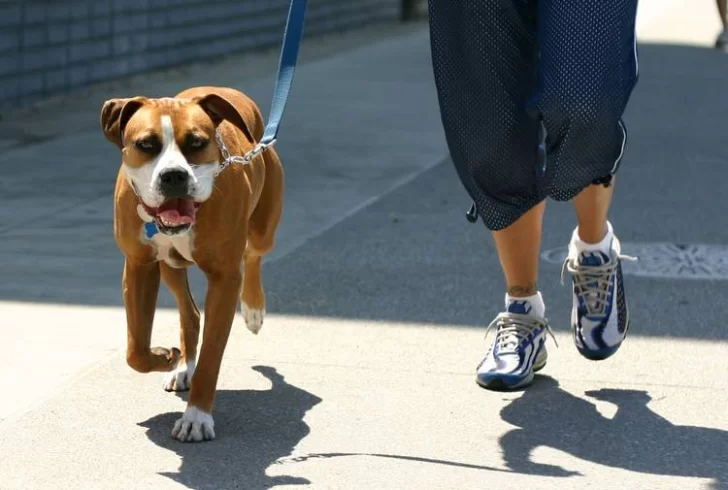 Un estudio confirmaría que tener un perro como mascota es bueno para la salud