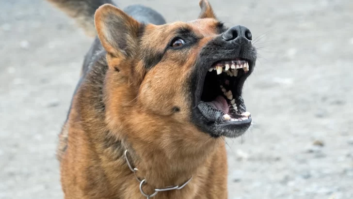 Tiene 12 años y terminó en el hospital por ser mordido por un perro en una plaza de Capital