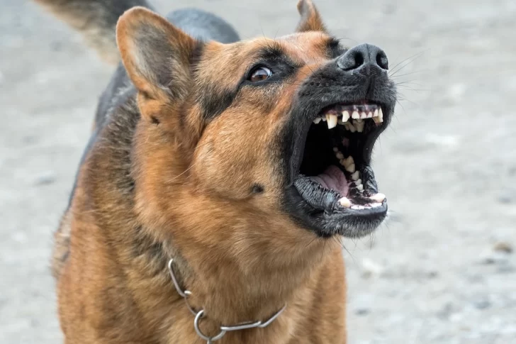 Tiene 12 años y terminó en el hospital por ser mordido por un perro en una plaza de Capital