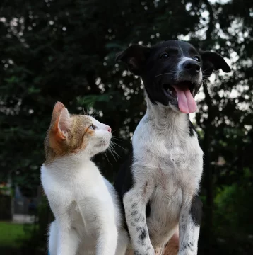 Entre perros y gatos, cuál es la mascota que mejor encaja con cada persona