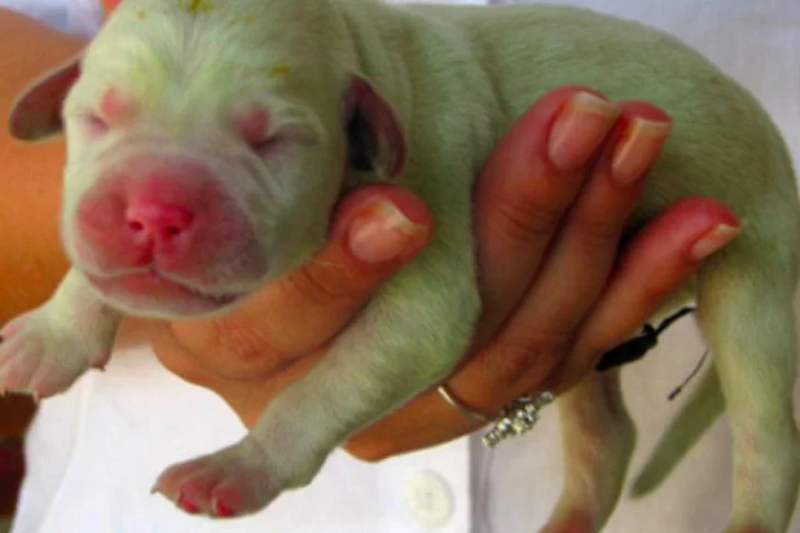 Nació un perro verde y es furor en las redes