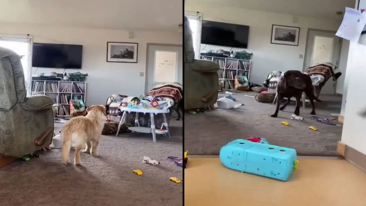 La reacción de 3 perros ante la sacudida de su casa por el terremoto de 7,5 en el Pacífico