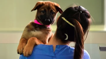 Corea del Norte prohibió tener perros como mascotas y ordenó confiscar a todos los animales