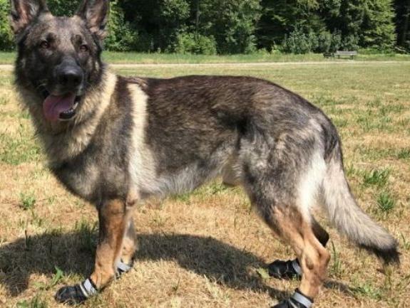 Un niño de 3 años sufrió heridas en el rostro por el ataque de un perro callejero