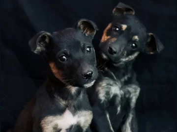 “Miradas”, el proyecto que busca mostrar el lado más tierno de los callejeros para hallarles hogar