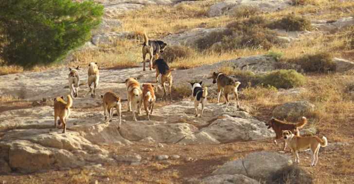 Angaco: una supuesta jauría mató 9 corderos y 3 gallinas en una finca