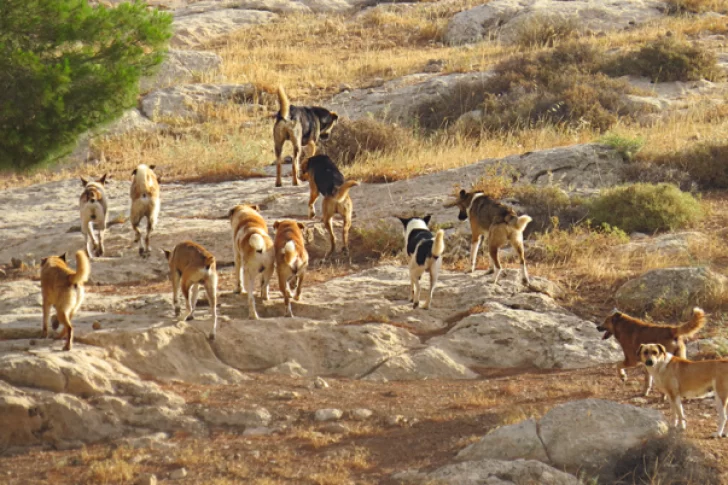 Angaco: una supuesta jauría mató 9 corderos y 3 gallinas en una finca