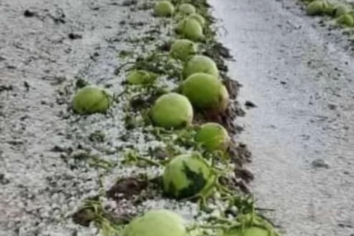 Fuerte tormenta de piedra azotó a Sarmiento: analizan daños en la vid y en melones