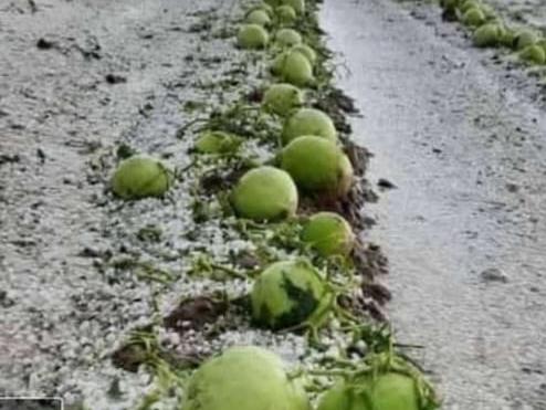 Fuerte tormenta de piedra azotó a Sarmiento: analizan daños en la vid y en melones