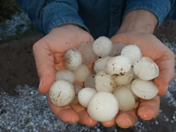 Una tormenta de piedra y viento causó destrozos en Pedernal: analizan daños en la vid