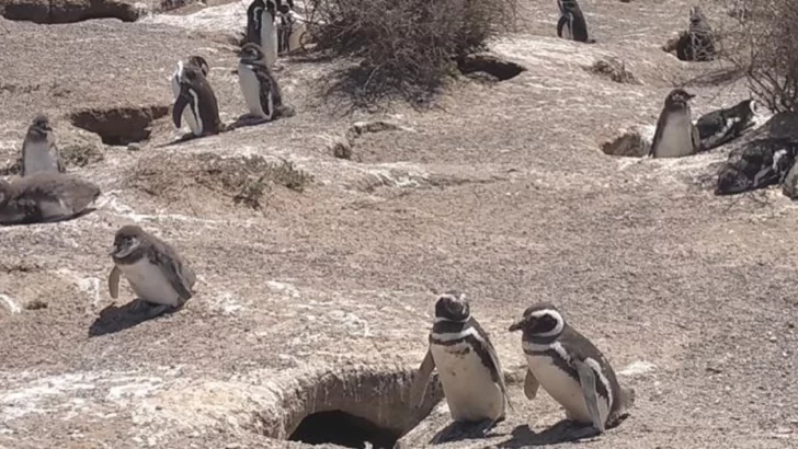 Juicio histórico: Fue declarado culpable de la matanza de pingüinos el ganadero de Punta Tombo